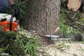 Taylors Falls, MN Tree Removal Company